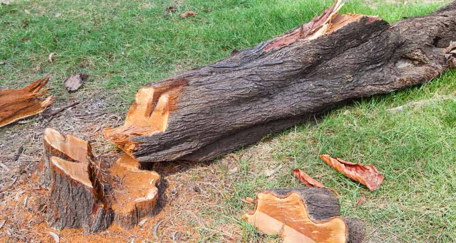 Where does the tree go after it is removed?