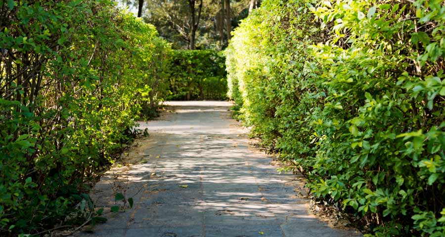 Humble Hedges