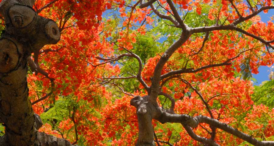 Tree Report: Poinciana