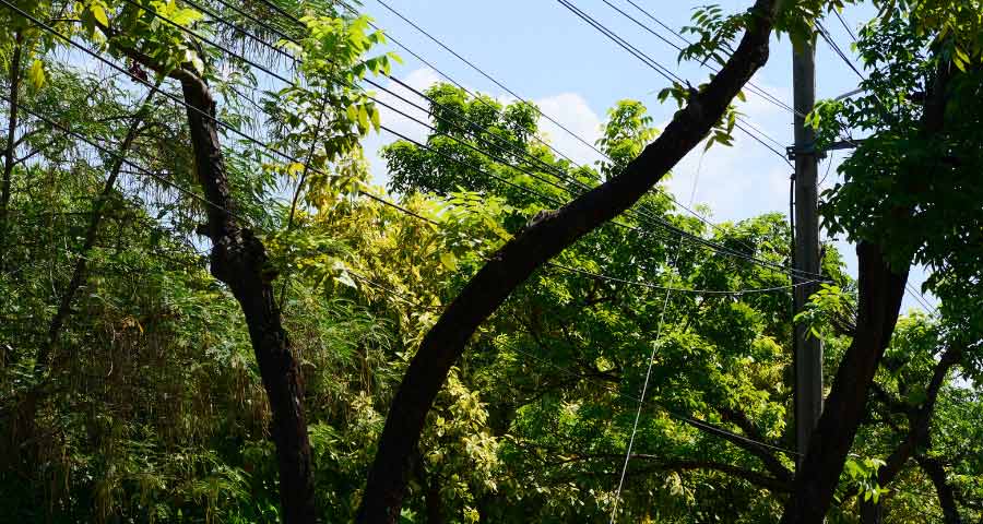 Trees and powerlines