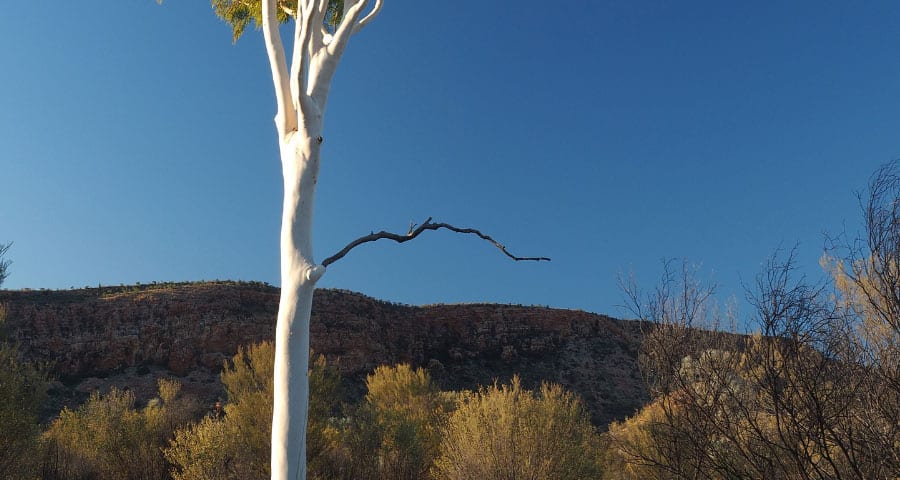 The Importance of Deadwooding Trees