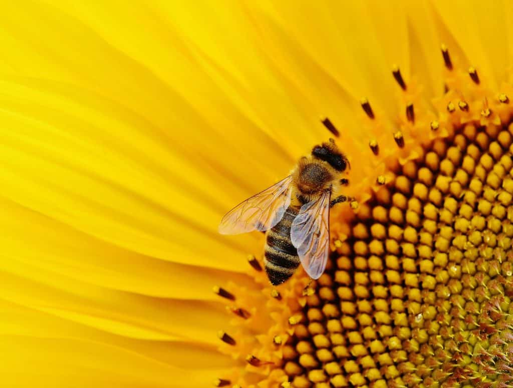 Bees, Objectively The Best Pollinators 