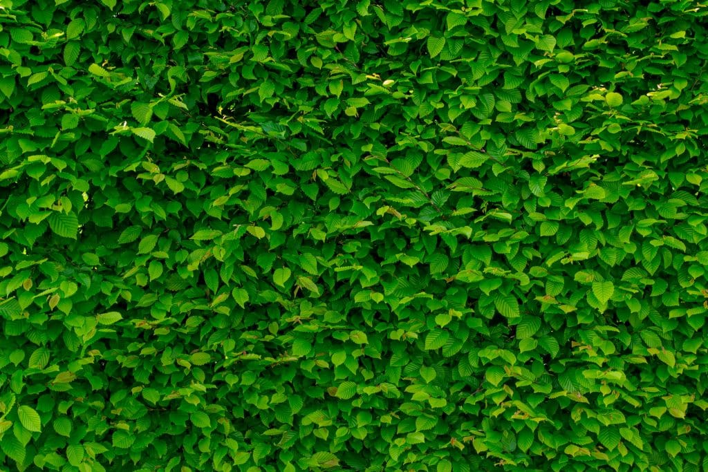The Role of Hedge Pruning in Landscaping 