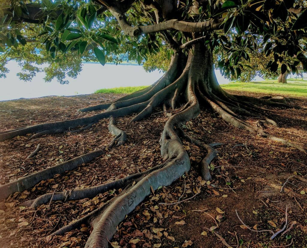 Common Tree Pests Near You