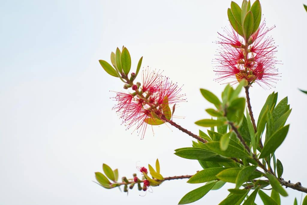 Planting For Native Birds