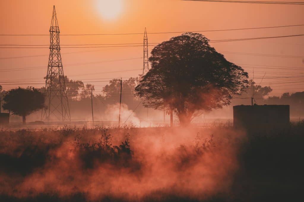 Eco Tree Services VS. Power Lines 