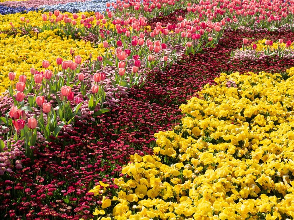 Spring Has Sprung!  