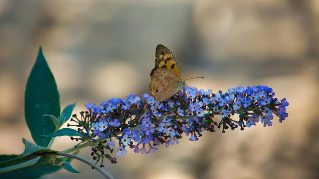 Native Flowering Trees for a Living Bouquet