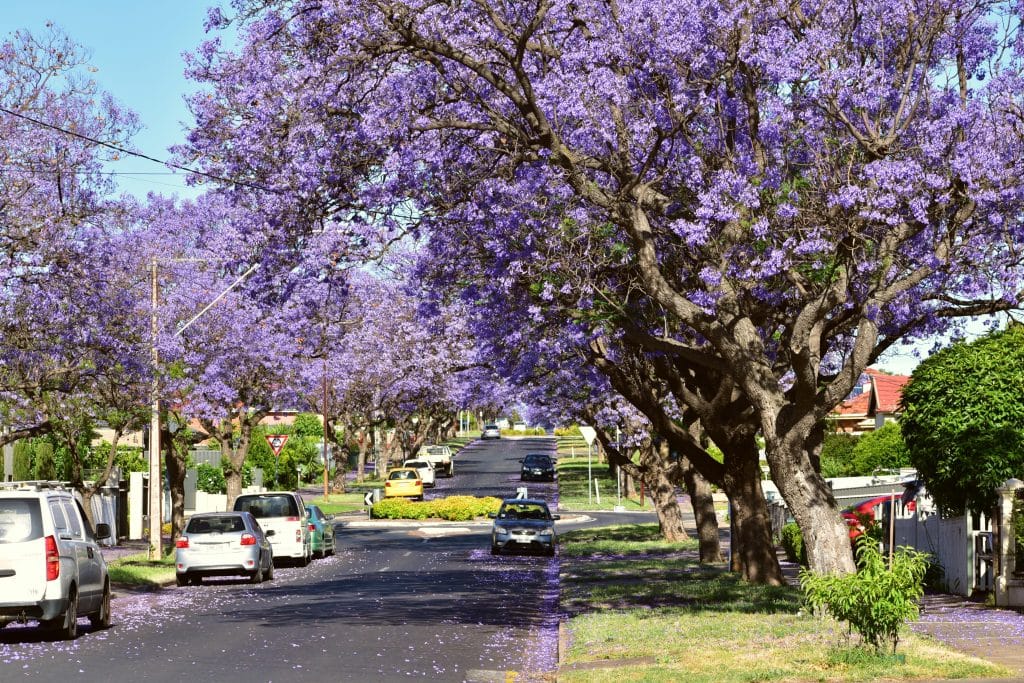 Jacaranda Health And Maintenance