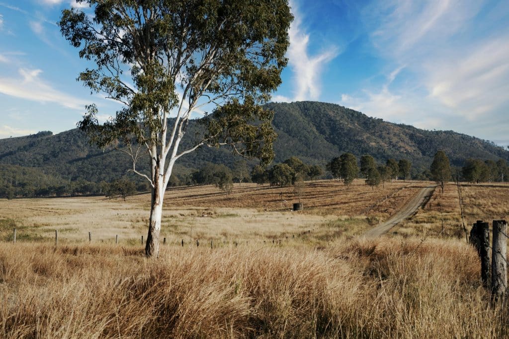 Eco-Friendly Tree Care: Sustainable Practices for a Greener Brisbane